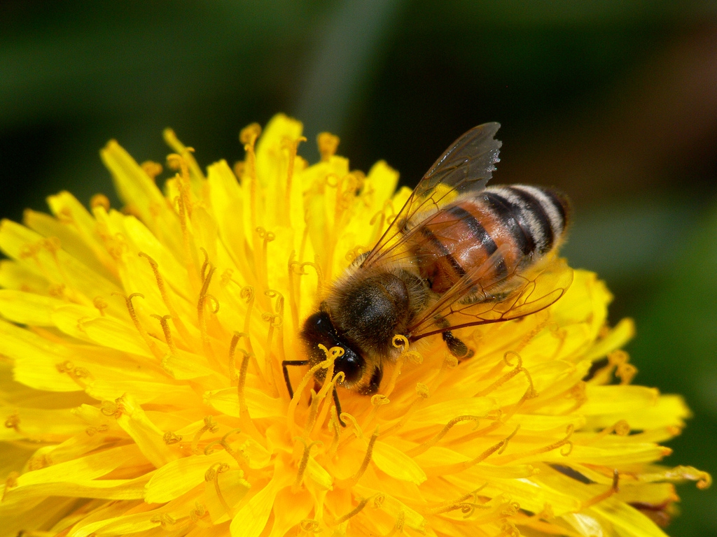 Help Close The EU Loophole That Is Killing Bees